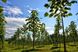 Павловния Шан Тонг семена (около 1000 шт) алюминиевое дерево (Paulownia Shan Tong) для древесины морозостойкая быстроростущая RS-00001 фото 10
