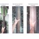 Павловнія Шан Тонг насіння (прибл. 1000 шт) алюмінієве дерево (Paulownia Shan Tong) для деревини морозостійка швидкоростуча RS-00001 фото 7