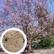 Павловнія кавакамі насіння (50 шт) алюмінієве дерево (Paulownia kawakamii) медонос швидкоростуча RS-00630 фото 1