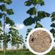 Павловнія Шан Тонг насіння (прибл. 1000 шт) алюмінієве дерево (Paulownia Shan Tong) для деревини морозостійка швидкоростуча RS-00001 фото 1