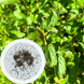 Мята перечная семена 0,1 г (прибл 1000 шт) (Mentha piperita) RS-00845 фото 1