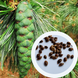 Сосна румелийская семена (20 шт) балканская македонская (Pinus peuce) RS-02152 фото 1