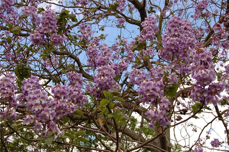 Павловнія кавакамі насіння (50 шт) алюмінієве дерево (Paulownia kawakamii) медонос швидкоростуча RS-00630 фото