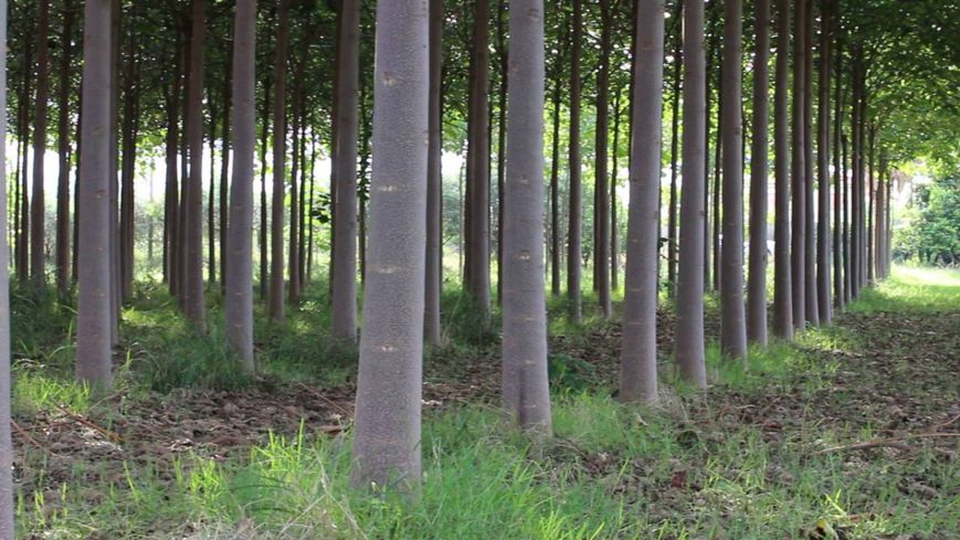 Павловнія Шан Тонг насіння (прибл. 1000 шт) алюмінієве дерево (Paulownia Shan Tong) для деревини морозостійка швидкоростуча RS-00001 фото