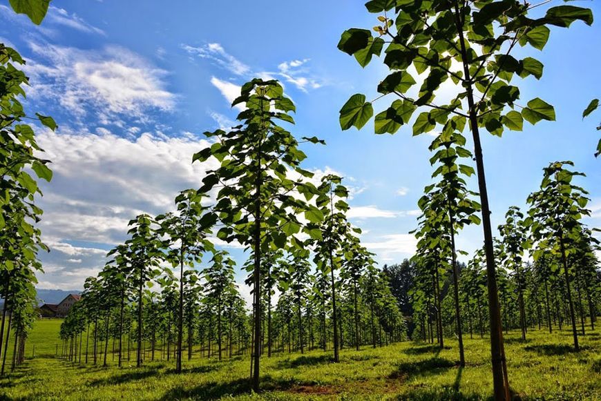 Павловния Шан Тонг семена (около 1000 шт) алюминиевое дерево (Paulownia Shan Tong) для древесины морозостойкая быстроростущая RS-00001 фото