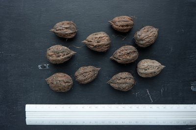 Манчжурський горіх насіння 10 шт RS-00101 фото