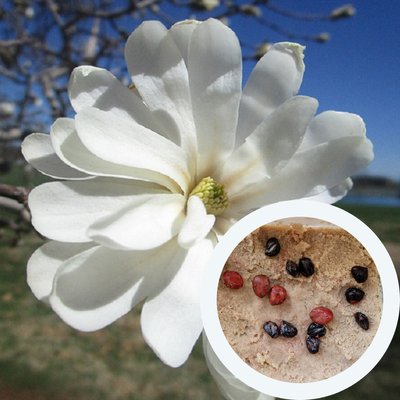 Магнолія зірчаста насіння (10 шт) (Magnolia stellata) біла морозостійка RS-00650 фото