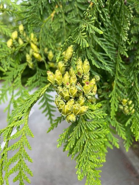 Туя велетенська насіння 0,25 гр. (прибл. 100 шт) складчаста пліката (Thuja plicata) західний червоний кедр RS-02153 фото