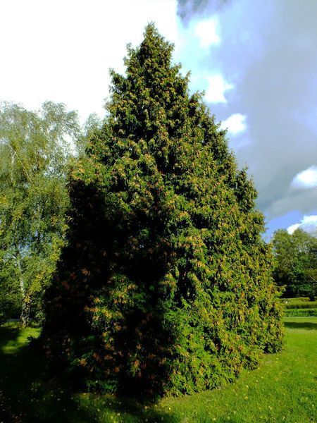 Туя велетенська насіння 0,25 гр. (прибл. 100 шт) складчаста пліката (Thuja plicata) західний червоний кедр RS-02153 фото