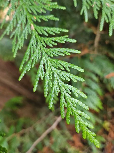 Туя велетенська насіння 0,25 гр. (прибл. 100 шт) складчаста пліката (Thuja plicata) західний червоний кедр RS-02153 фото