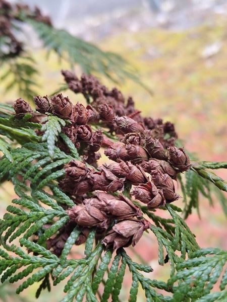 Туя велетенська насіння 0,25 гр. (прибл. 100 шт) складчаста пліката (Thuja plicata) західний червоний кедр RS-02153 фото