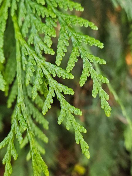 Туя велетенська насіння 0,25 гр. (прибл. 100 шт) складчаста пліката (Thuja plicata) західний червоний кедр RS-02153 фото