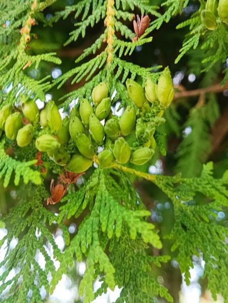 Туя велетенська насіння 0,25 гр. (прибл. 100 шт) складчаста пліката (Thuja plicata) західний червоний кедр RS-02153 фото