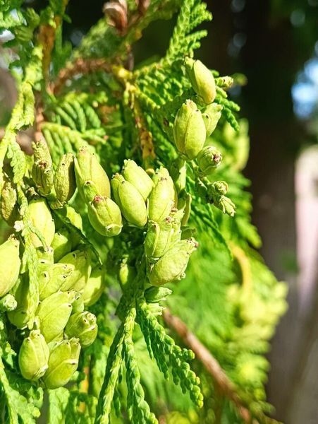 Туя велетенська насіння 0,25 гр. (прибл. 100 шт) складчаста пліката (Thuja plicata) західний червоний кедр RS-02153 фото