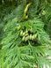 Туя велетенська насіння 0,25 гр. (прибл. 100 шт) складчаста пліката (Thuja plicata) західний червоний кедр RS-02153 фото 14