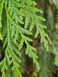 Туя велетенська насіння 0,25 гр. (прибл. 100 шт) складчаста пліката (Thuja plicata) західний червоний кедр RS-02153 фото 9