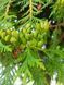 Туя велетенська насіння 0,25 гр. (прибл. 100 шт) складчаста пліката (Thuja plicata) західний червоний кедр RS-02153 фото 11