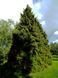 Туя велетенська насіння 0,25 гр. (прибл. 100 шт) складчаста пліката (Thuja plicata) західний червоний кедр RS-02153 фото 5