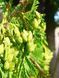 Туя велетенська насіння 0,25 гр. (прибл. 100 шт) складчаста пліката (Thuja plicata) західний червоний кедр RS-02153 фото 12