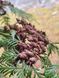 Туя велетенська насіння 0,25 гр. (прибл. 100 шт) складчаста пліката (Thuja plicata) західний червоний кедр RS-02153 фото 3