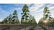 Павловнія повстяна (войлочна) насіння (близько 2500 шт) алюмінієве дерево (Paulownia tomentosa) медонос для саджанців морозостійка швидкоростуча RS-00002 фото 5