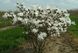 Магнолия звёздчатая семена (10 шт) (Magnolia stellata) белая морозостойкая RS-00650 фото 3