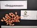Арахис сорт Вирджиния семена (20 шт) земляной орех на посадку RS-00248 фото 2