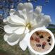 Магнолия звёздчатая семена (10 шт) (Magnolia stellata) белая морозостойкая RS-00650 фото 1