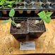 Павловния войлочная семена (около 2500 шт) алюминиевое дерево (Paulownia tomentosa) медонос для саженцев морозостойкая быстроростущая RS-00002 фото 10