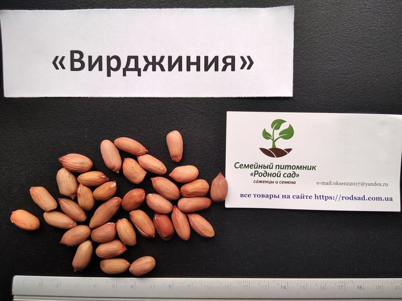 Арахис сорт Вирджиния семена (20 шт) земляной орех на посадку RS-00248 фото