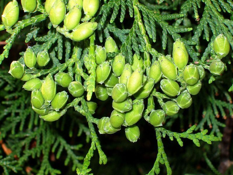 Туя велетенська насіння 0,25 гр. (прибл. 100 шт) складчаста пліката (Thuja plicata) західний червоний кедр RS-02153 фото