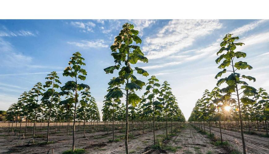 Павловнія повстяна (войлочна) насіння (близько 2500 шт) алюмінієве дерево (Paulownia tomentosa) медонос для саджанців морозостійка швидкоростуча RS-00002 фото