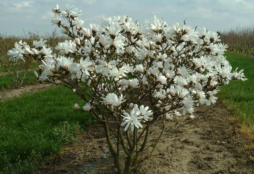 Магнолия звёздчатая семена (10 шт) (Magnolia stellata) белая морозостойкая RS-00650 фото