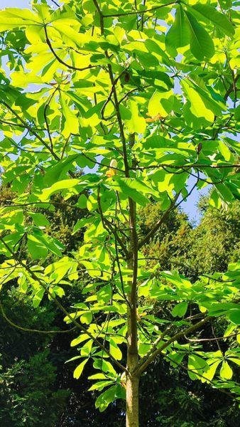 Магнолия лекарственная семена (10 шт) (Magnolia officinalis) RS-02156 фото