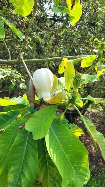 Магнолия лекарственная семена (10 шт) (Magnolia officinalis) RS-02156 фото