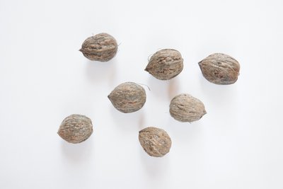 Орех Зибольда айлантолистный семена 10 шт RS-00102 фото