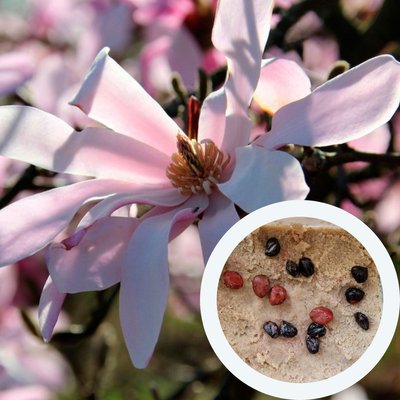 Магнолія Лебнера насіння (10 шт) (Magnolia Loebneri) рожева морозостійка RS-00651 фото