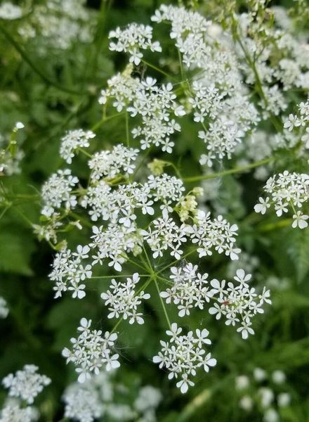 Кервель французская петрушка семена 0,2 гр. (около 100 штук) (Anthriscus cerefolium) бугиля огородная RS-01308 фото