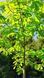 Магнолия лекарственная семена (10 шт) (Magnolia officinalis) RS-02156 фото 8