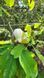 Магнолия лекарственная семена (10 шт) (Magnolia officinalis) RS-02156 фото 7