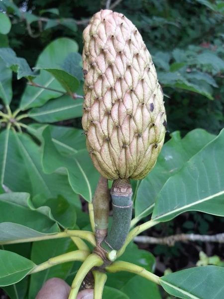 Магнолия лекарственная семена (10 шт) (Magnolia officinalis) RS-02156 фото
