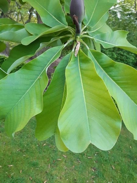 Магнолия лекарственная семена (10 шт) (Magnolia officinalis) RS-02156 фото