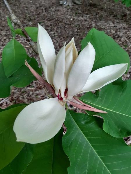 Магнолия лекарственная семена (10 шт) (Magnolia officinalis) RS-02156 фото