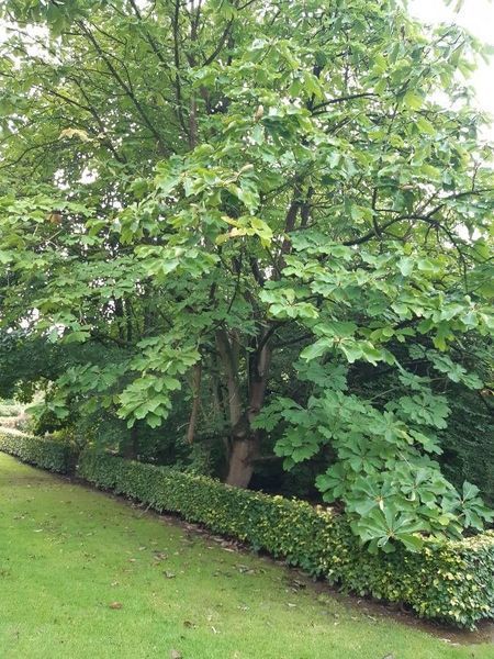 Магнолия лекарственная семена (10 шт) (Magnolia officinalis) RS-02156 фото