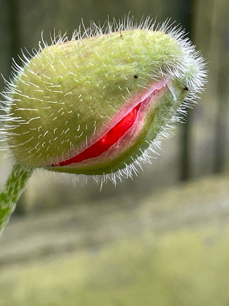 Мак восточный Султан семена 0,1 г (прибл 400 шт) декоративный садовый (Papaver orientale) RS-01213 фото