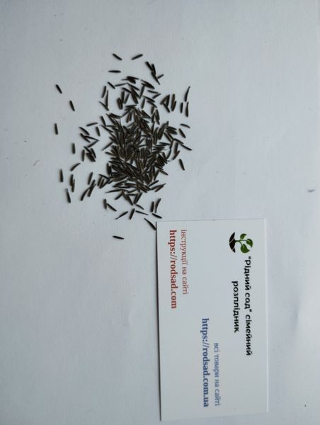 Кервель французская петрушка семена 0,2 гр. (около 100 штук) (Anthriscus cerefolium) бугиля огородная RS-01308 фото