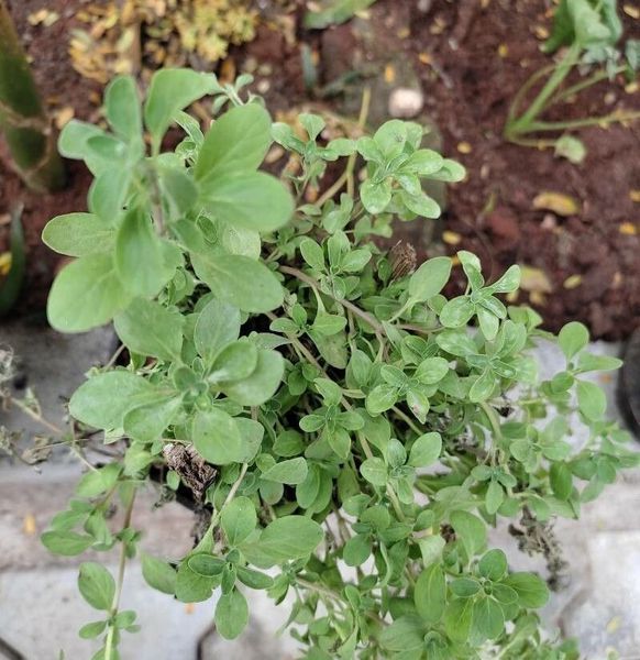 Майоран Гурман семена 0,15 г (прибл 900 шт) (Origanum majorana) RS-00847 фото
