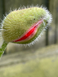 Мак восточный Султан семена 0,1 г (прибл 400 шт) декоративный садовый (Papaver orientale) RS-01213 фото 5