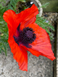 Мак восточный Султан семена 0,1 г (прибл 400 шт) декоративный садовый (Papaver orientale) RS-01213 фото 4