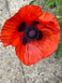 Мак восточный Султан семена 0,1 г (прибл 400 шт) декоративный садовый (Papaver orientale) RS-01213 фото 2
